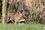 BULLDOG ANGLAIS 085